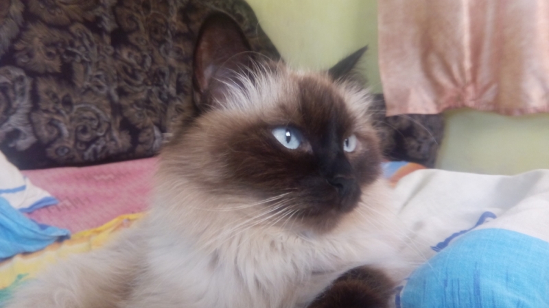 Поговорим о кошках40