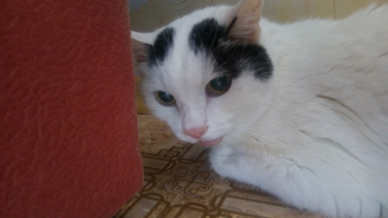 Поговорим о кошках40