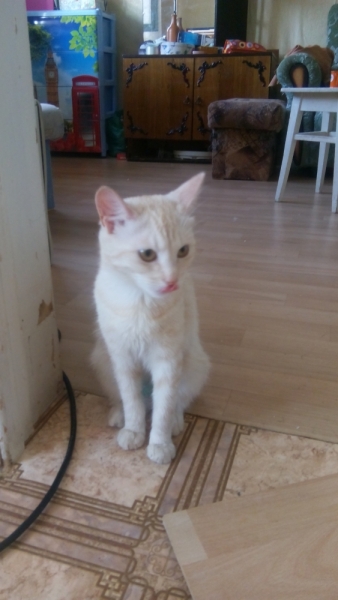 Поговорим о кошках40