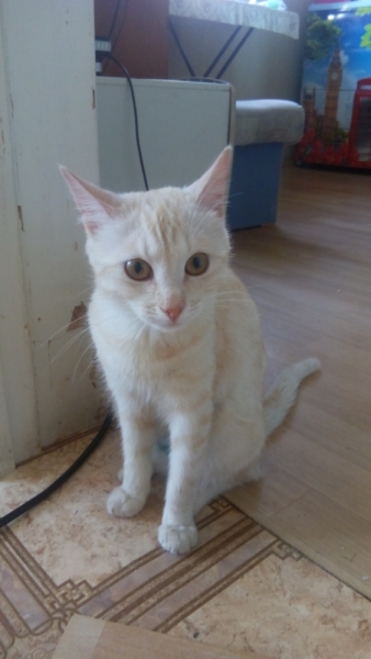 Поговорим о кошках40