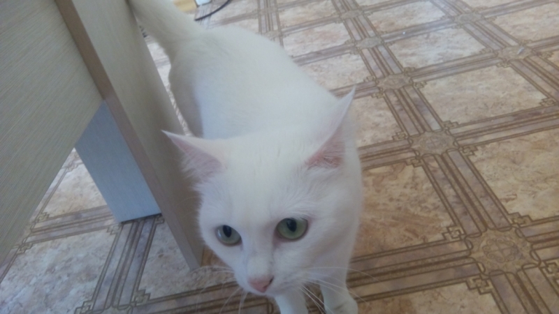 Поговорим о кошках40