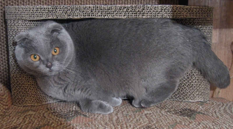 Поговорим о кошках40