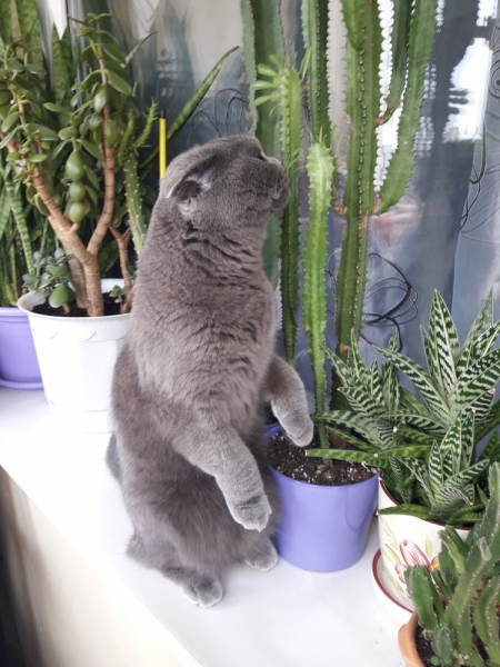 Поговорим о кошках40