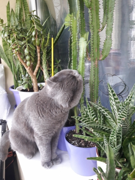 Поговорим о кошках40