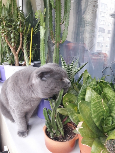 Поговорим о кошках40