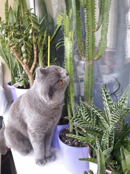 Поговорим о кошках40