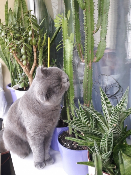 Поговорим о кошках40