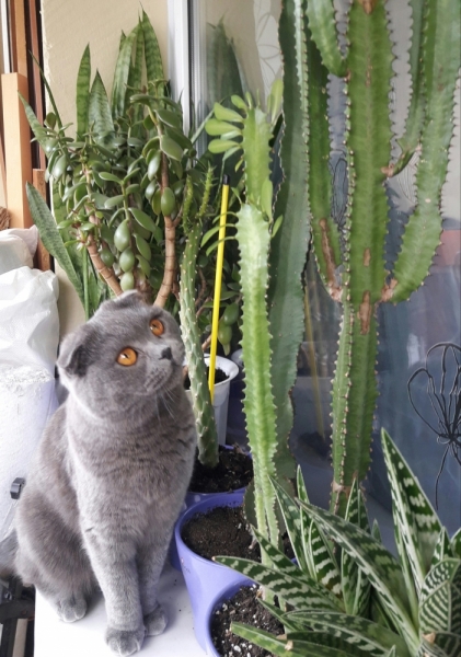 Поговорим о кошках40