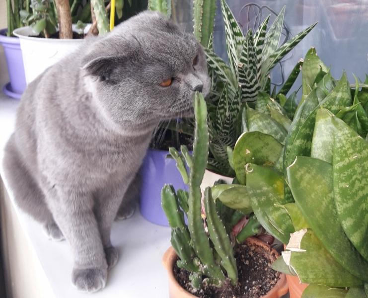 Поговорим о кошках40