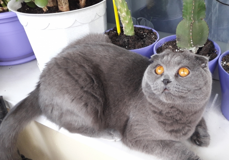 Поговорим о кошках40