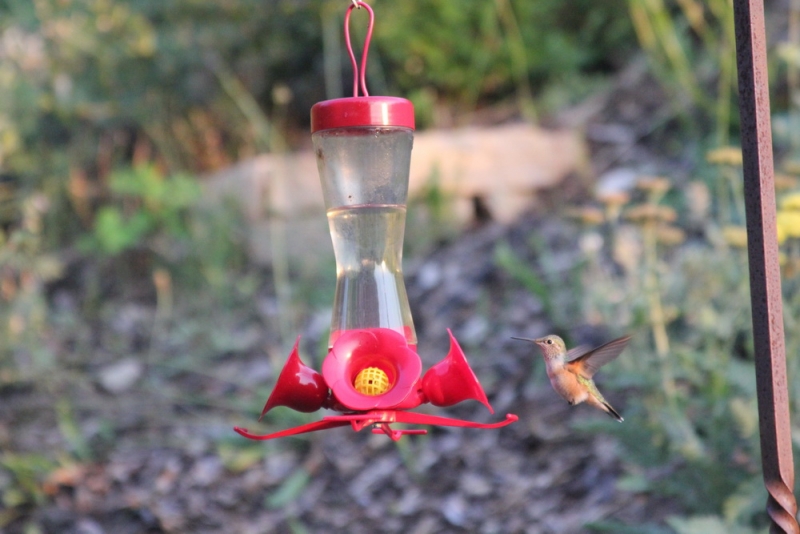 14 000 км на машине вокруг США: от Атлантического океана к Тихому и обратно
