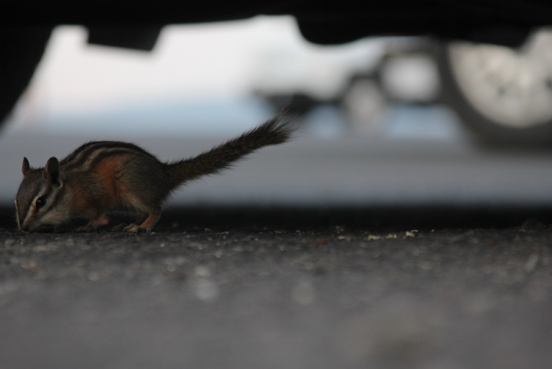 14 000 км на машине вокруг США: от Атлантического океана к Тихому и обратно