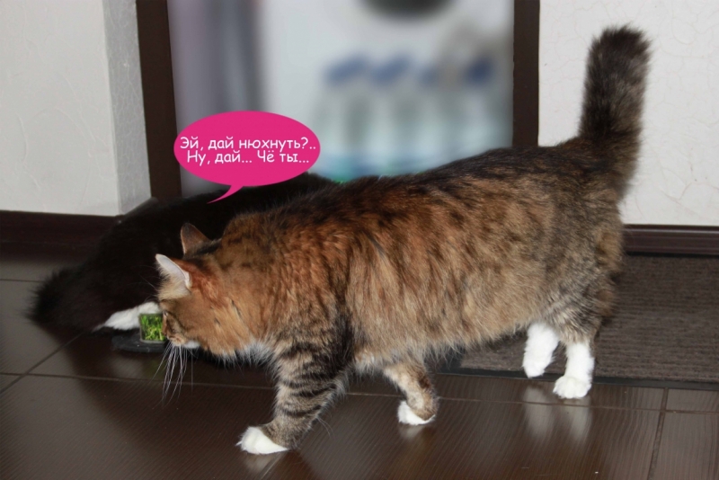 Поговорим о кошках40