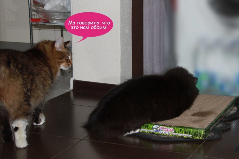 Поговорим о кошках40