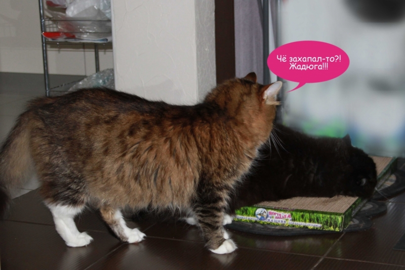 Поговорим о кошках40