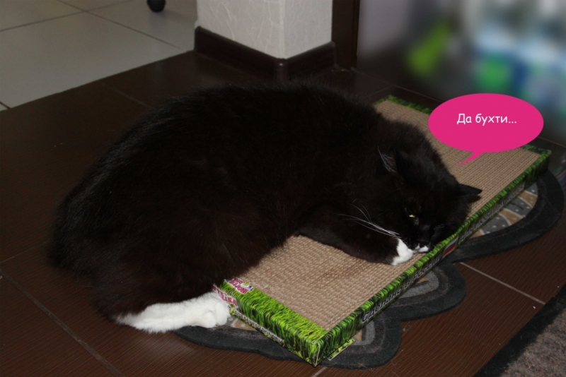 Поговорим о кошках40