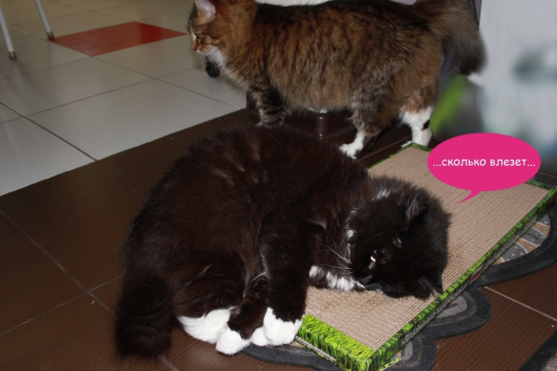 Поговорим о кошках40