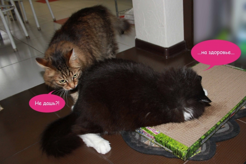 Поговорим о кошках40