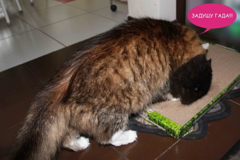 Поговорим о кошках40