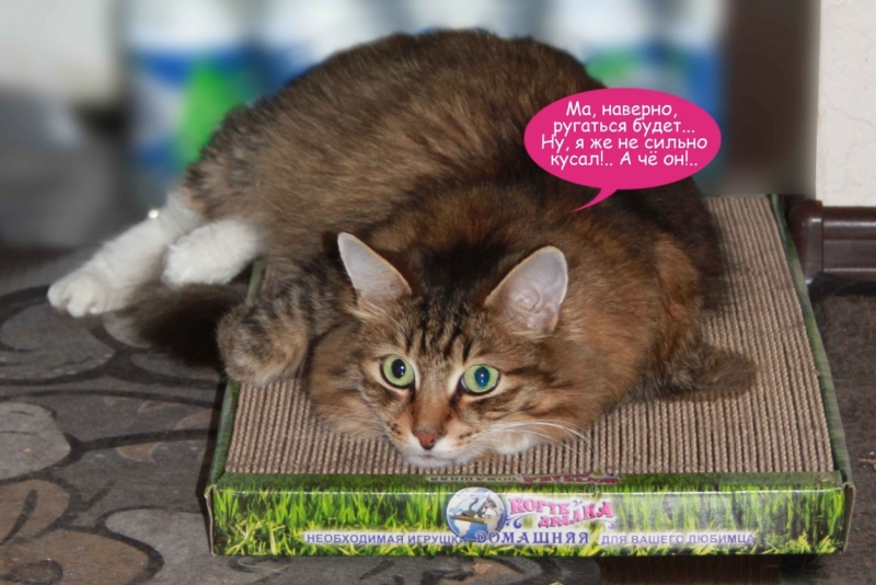 Поговорим о кошках40