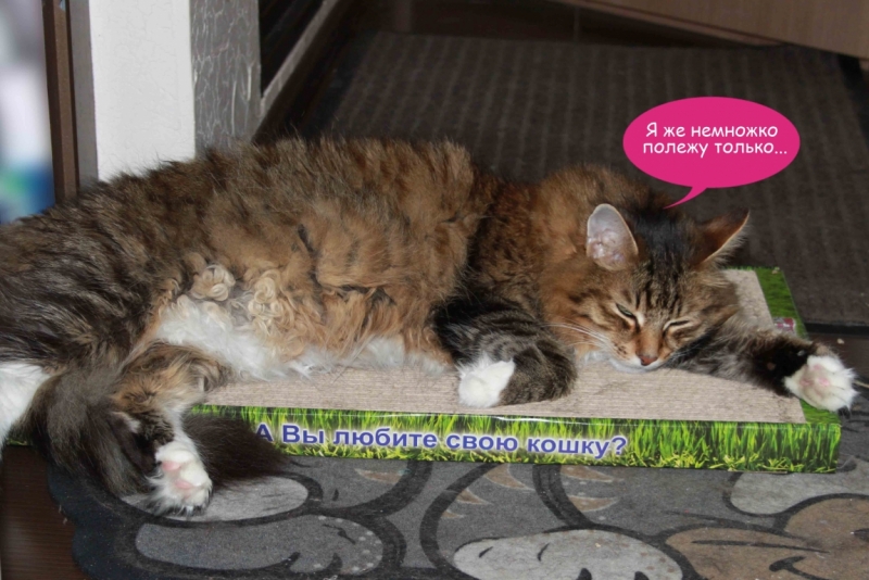 Поговорим о кошках40