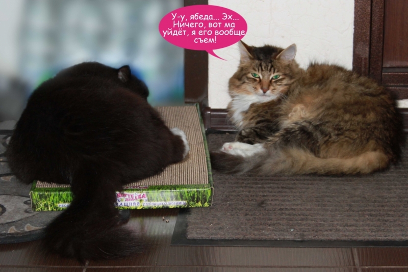 Поговорим о кошках40