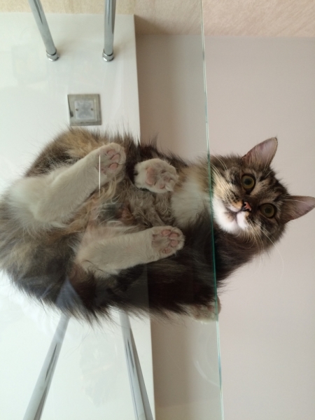 Поговорим о кошках40