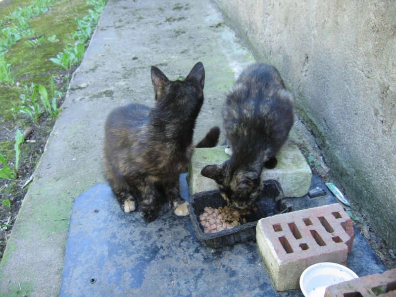 Поговорим о кошках40