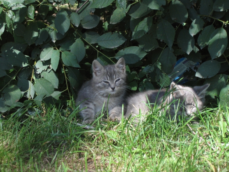 Поговорим о кошках40