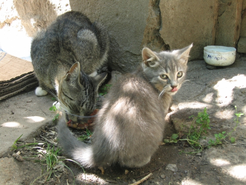 Поговорим о кошках40