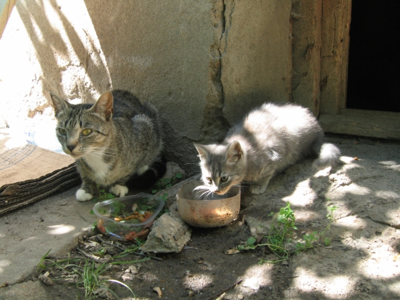 Поговорим о кошках40