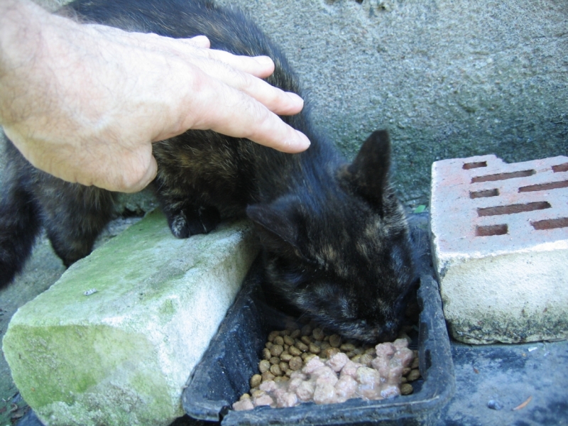 Поговорим о кошках40