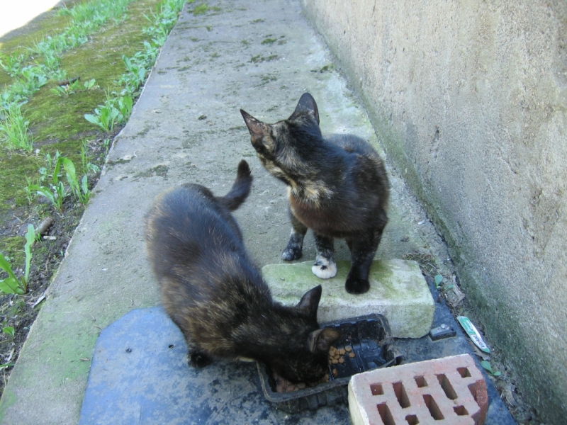 Поговорим о кошках40