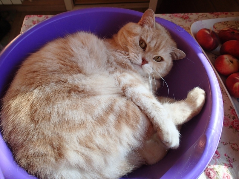 Поговорим о кошках40