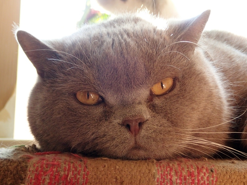 Поговорим о кошках40