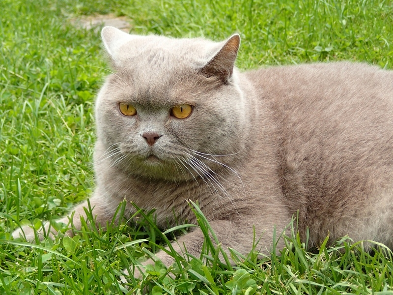 Поговорим о кошках40