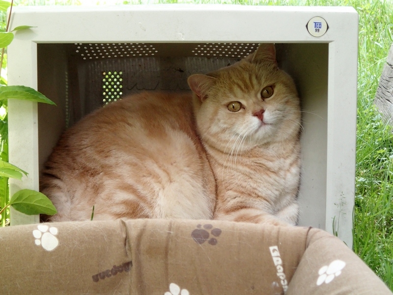 Поговорим о кошках40