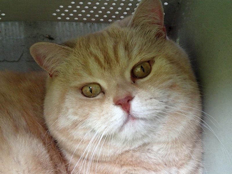 Поговорим о кошках40