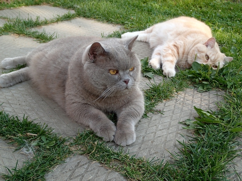 Поговорим о кошках40