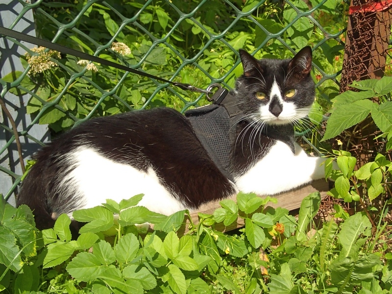 Поговорим о кошках40