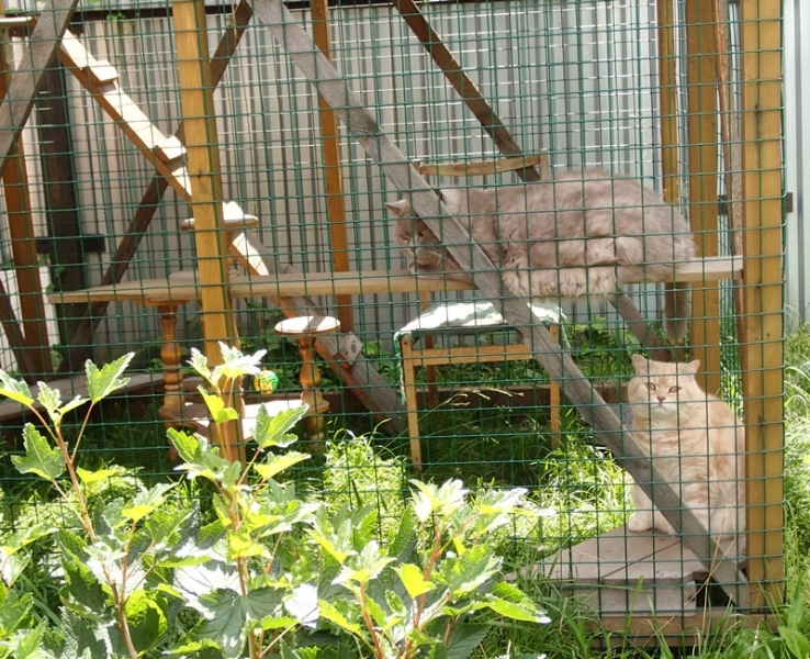 Поговорим о кошках40