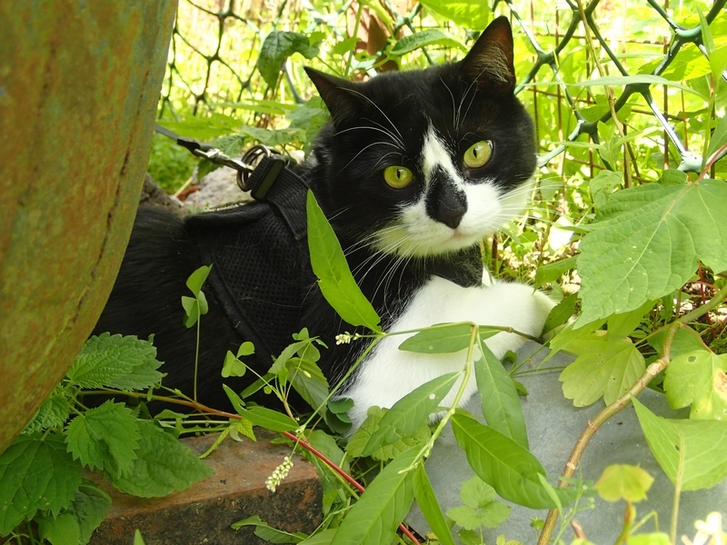 Поговорим о кошках40