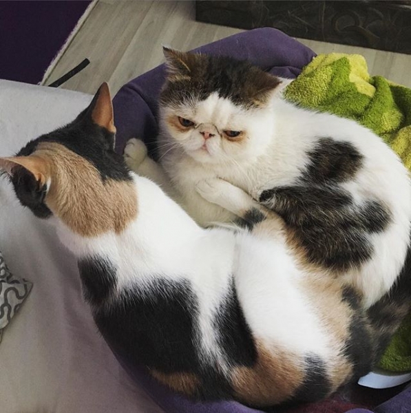 Поговорим о кошках40