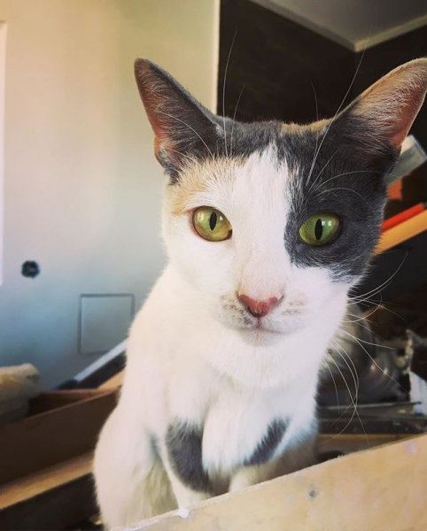 Поговорим о кошках40