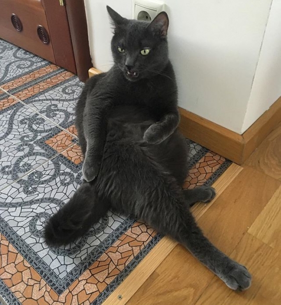 Поговорим о кошках40