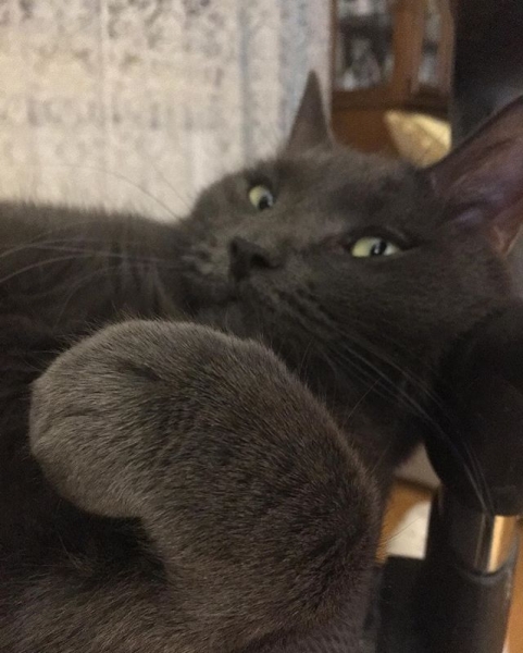 Поговорим о кошках40