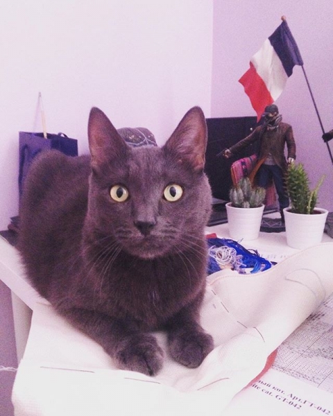 Поговорим о кошках40