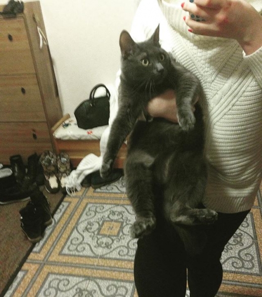 Поговорим о кошках40