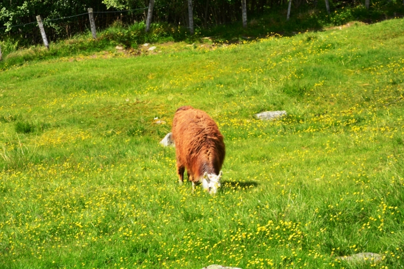 Норвегия сквозь солнечные очки. Водопады, фьорды, озера, ледники. Май-Июнь 2016