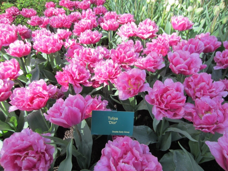 Holland Food & Flowers 2013 Pictures Jan de Wit en Zonen B.V.
